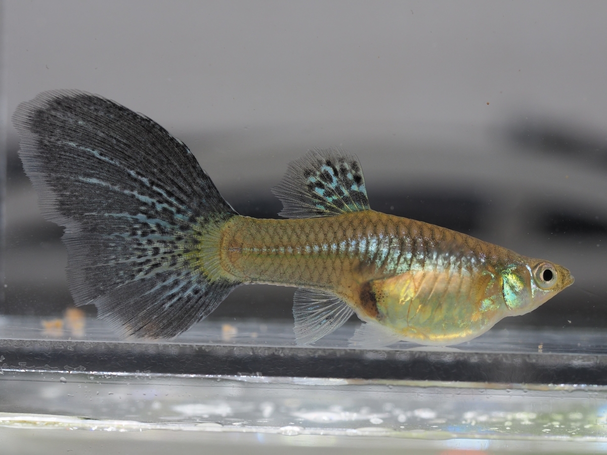 f:id:popopoppun:20200120150216j:plain