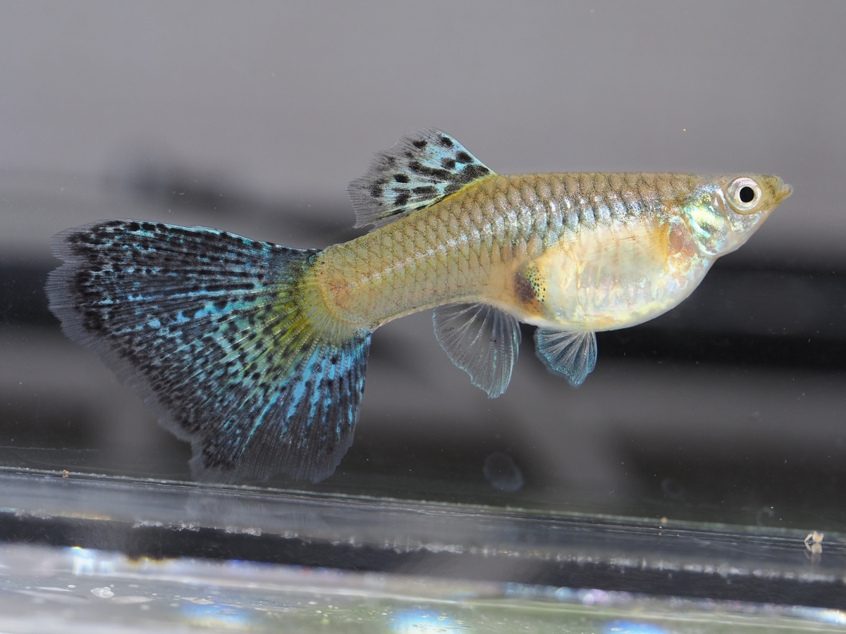 f:id:popopoppun:20200120150228j:plain