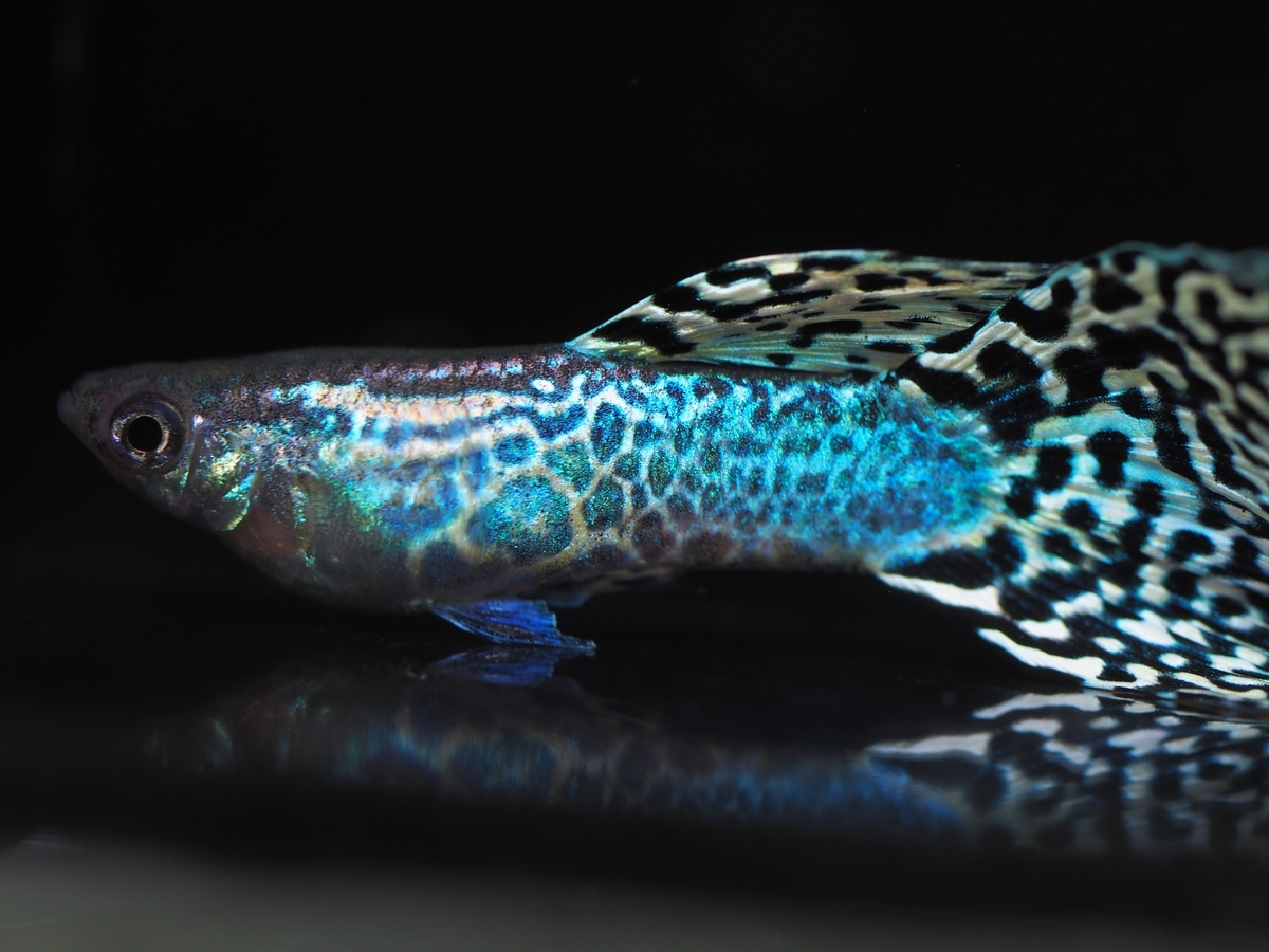 f:id:popopoppun:20200120151221j:plain