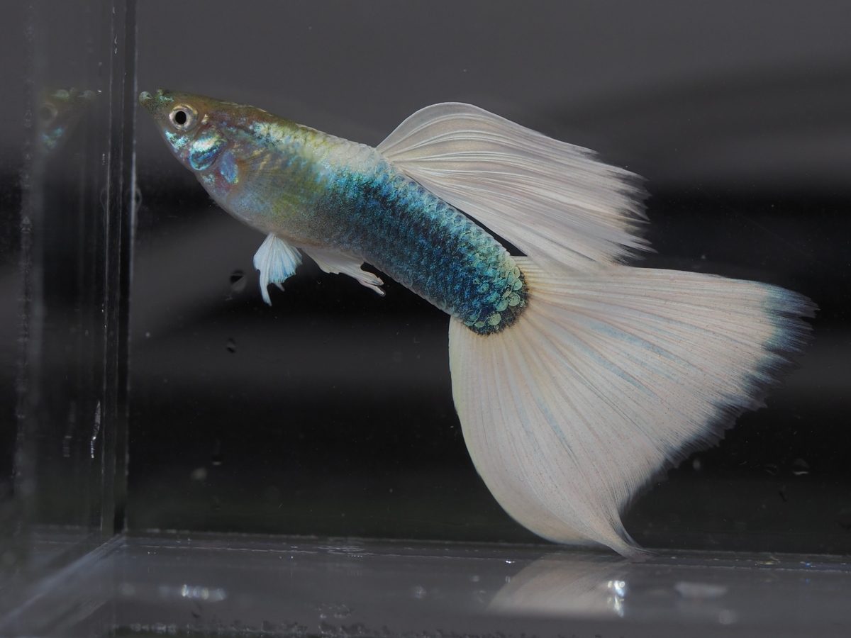 f:id:popopoppun:20200124133058j:plain f:id:popopoppun:20200124133058j:plain