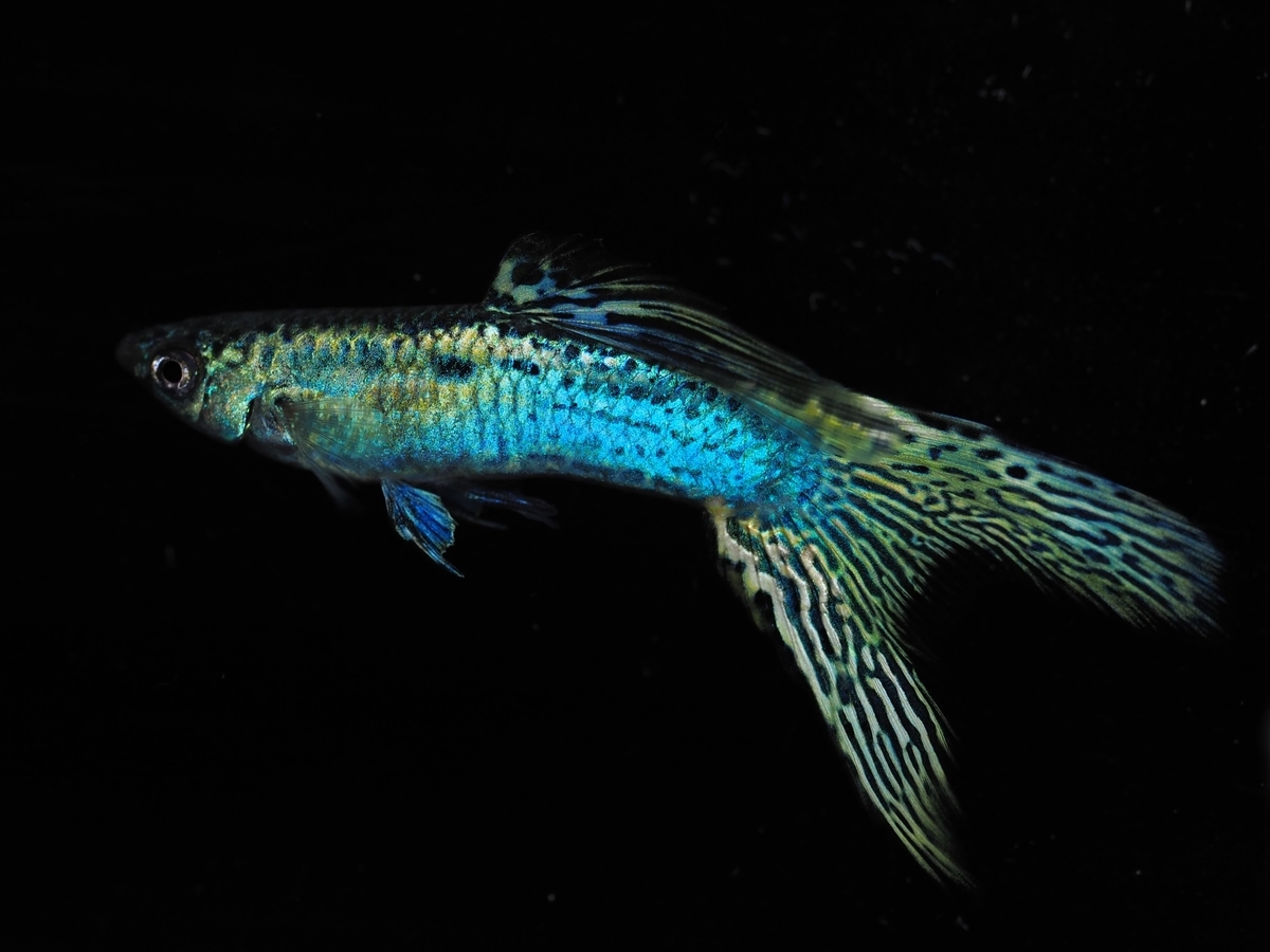 f:id:popopoppun:20201012153539j:plain f:id:popopoppun:20201012153539j:plain