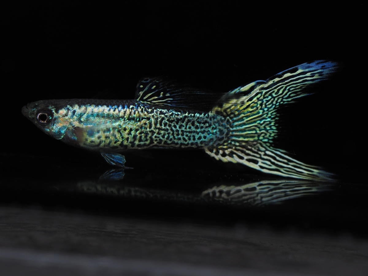 f:id:popopoppun:20201013005330j:plain f:id:popopoppun:20201013005330j:plain