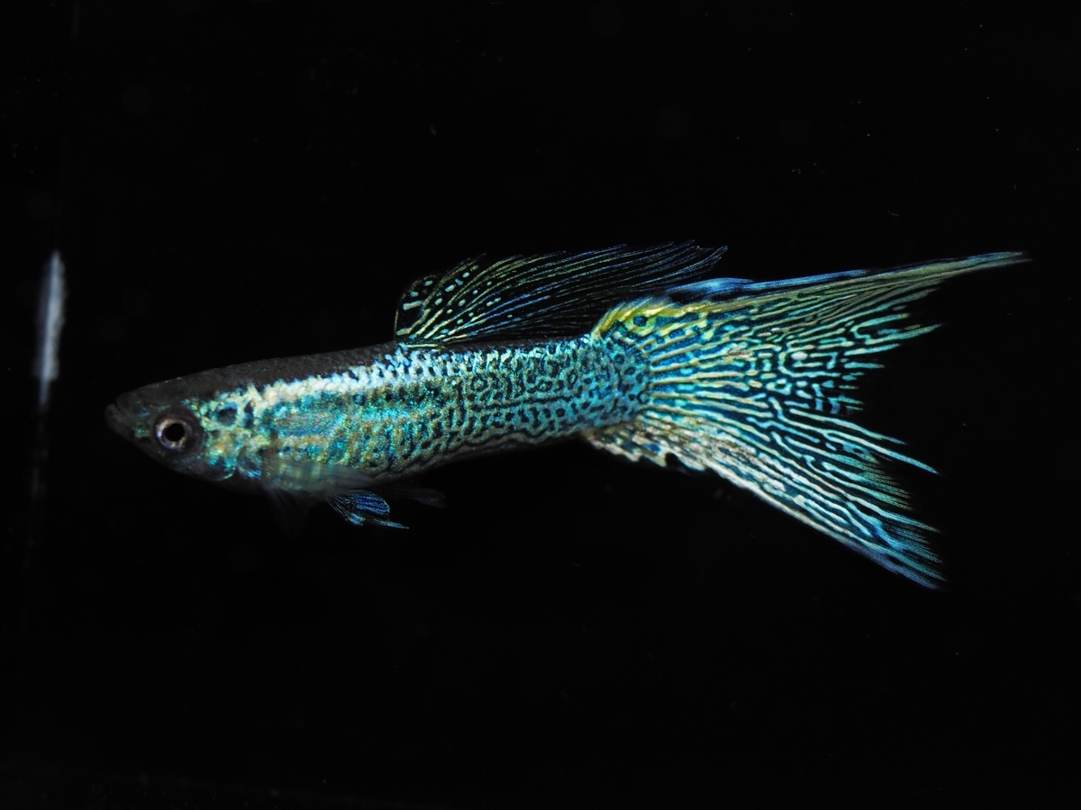 f:id:popopoppun:20201013005340j:plain f:id:popopoppun:20201013005340j:plain