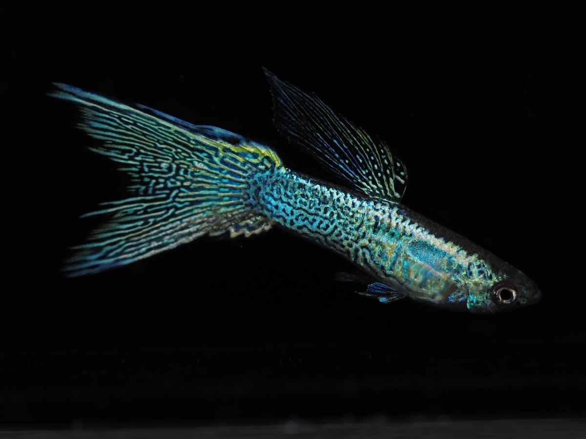 f:id:popopoppun:20201013005349j:plain f:id:popopoppun:20201013005349j:plain