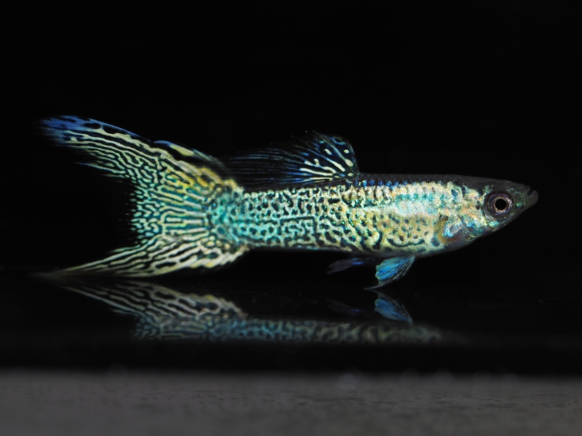 f:id:popopoppun:20201013005411j:plain f:id:popopoppun:20201013005411j:plain