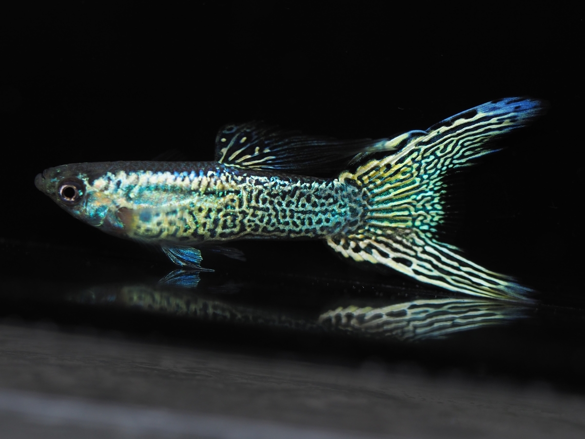 f:id:popopoppun:20201013005421j:plain f:id:popopoppun:20201013005421j:plain