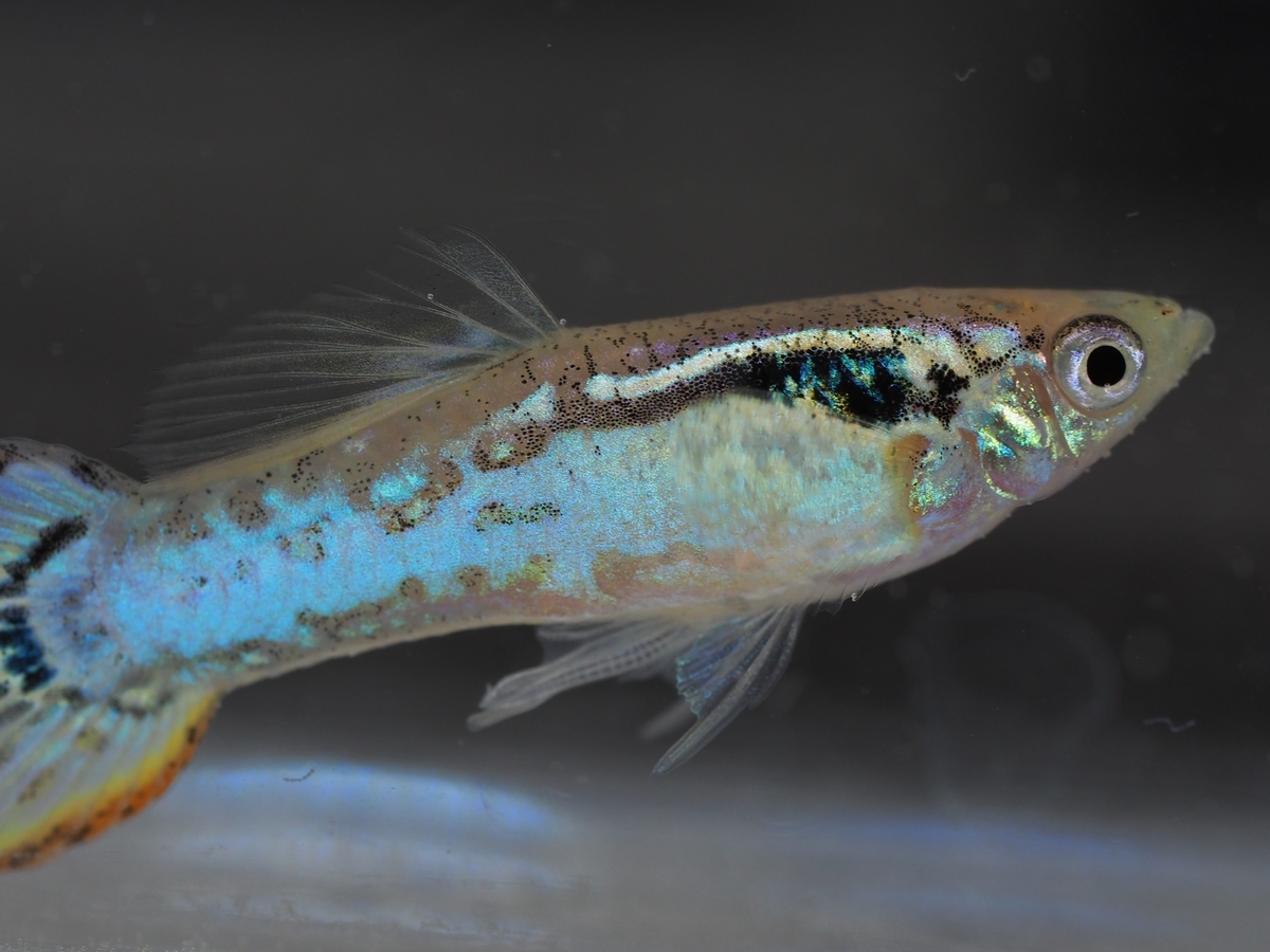 f:id:popopoppun:20201013010221j:plain f:id:popopoppun:20201013010221j:plain