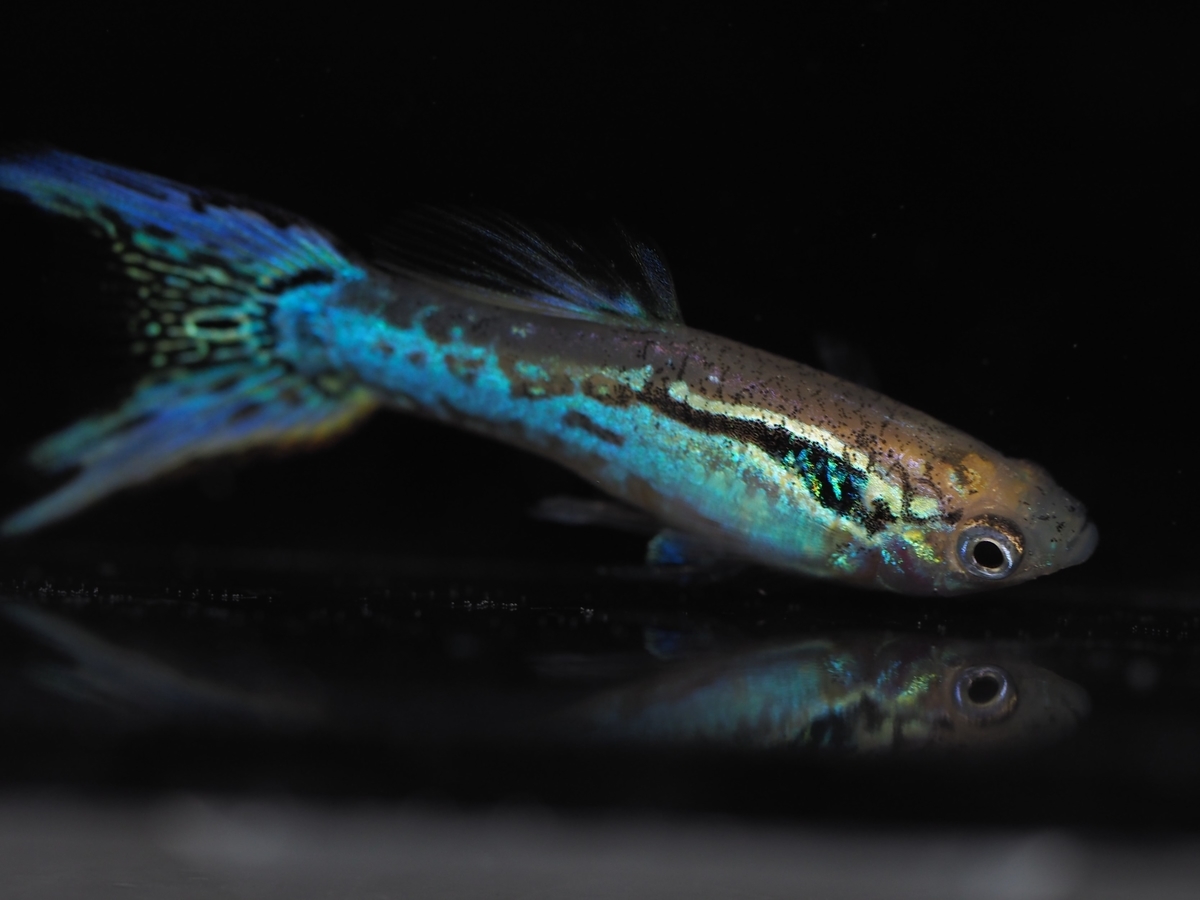 f:id:popopoppun:20201013010230j:plain f:id:popopoppun:20201013010230j:plain