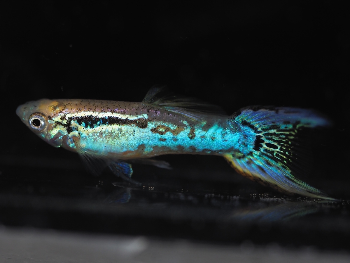 f:id:popopoppun:20201013010238j:plain f:id:popopoppun:20201013010238j:plain