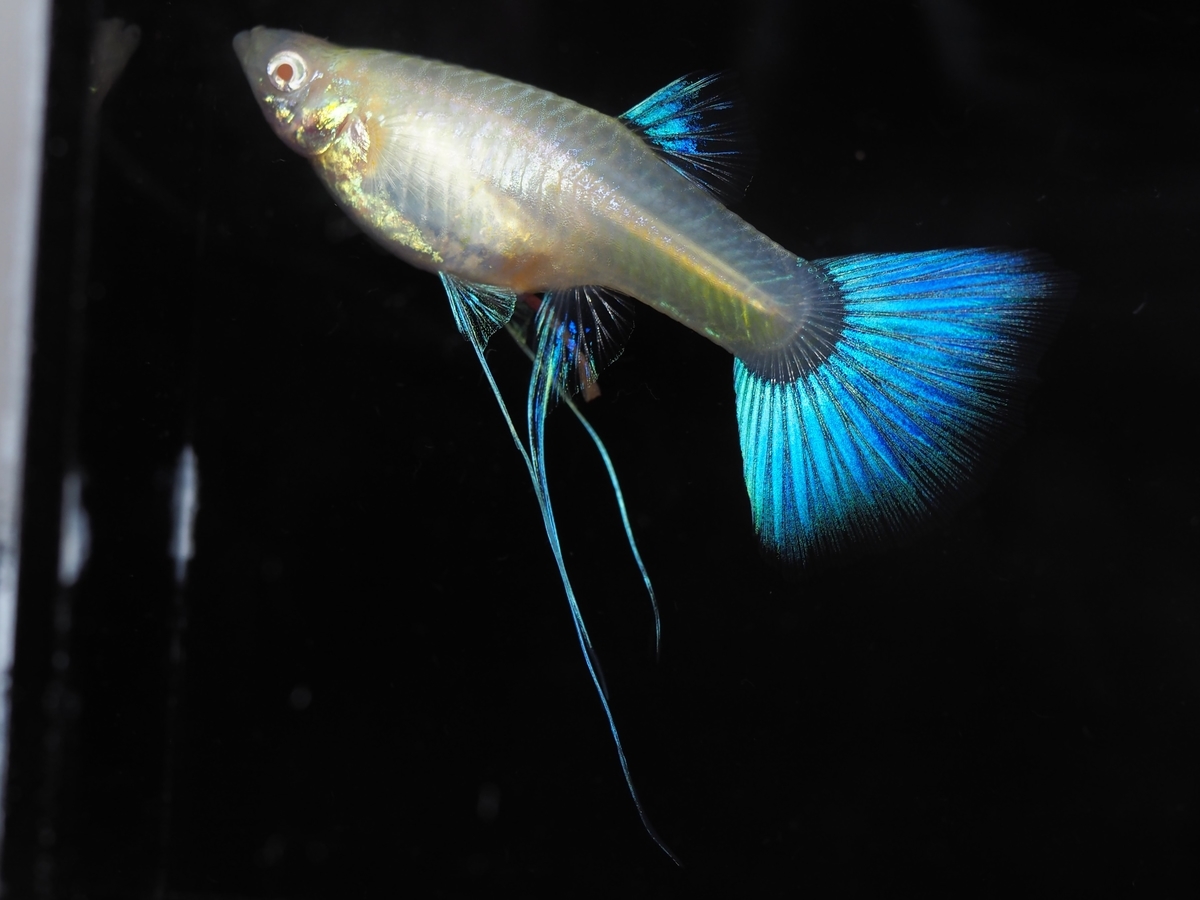 f:id:popopoppun:20201013011417j:plain f:id:popopoppun:20201013011417j:plain