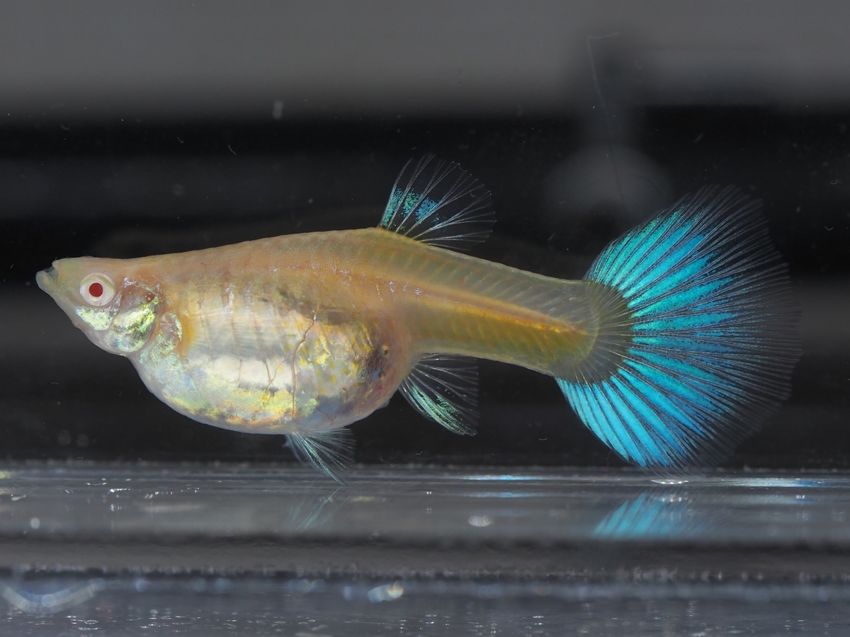 f:id:popopoppun:20201014005250j:plain f:id:popopoppun:20201014005250j:plain