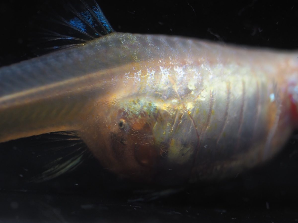 f:id:popopoppun:20201014005317j:plain f:id:popopoppun:20201014005317j:plain