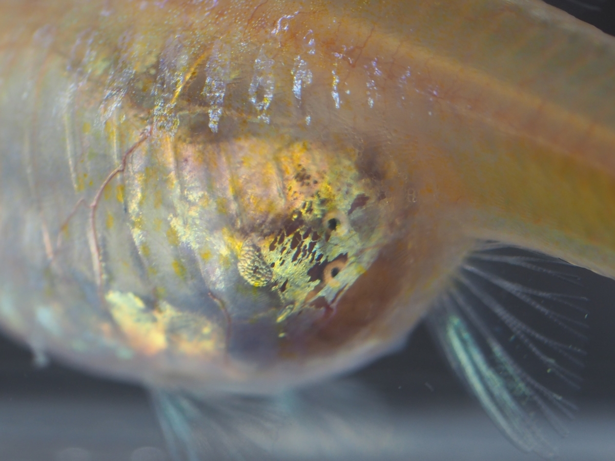 f:id:popopoppun:20201014005359j:plain f:id:popopoppun:20201014005359j:plain