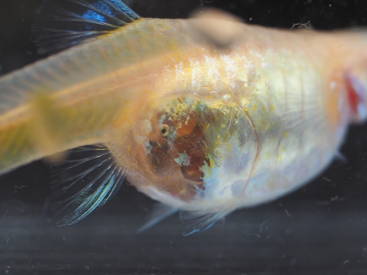 f:id:popopoppun:20201014005407j:plain f:id:popopoppun:20201014005407j:plain