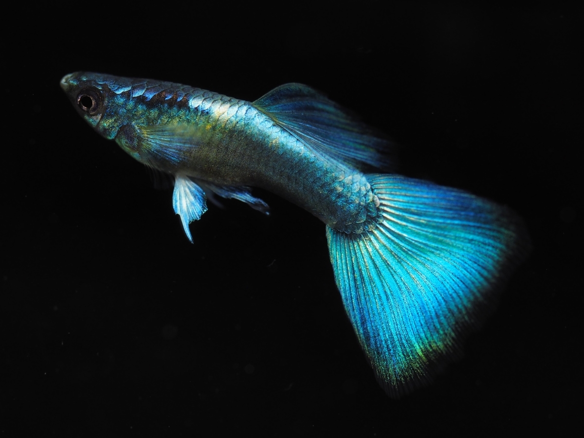 f:id:popopoppun:20201016214300j:plain f:id:popopoppun:20201016214300j:plain