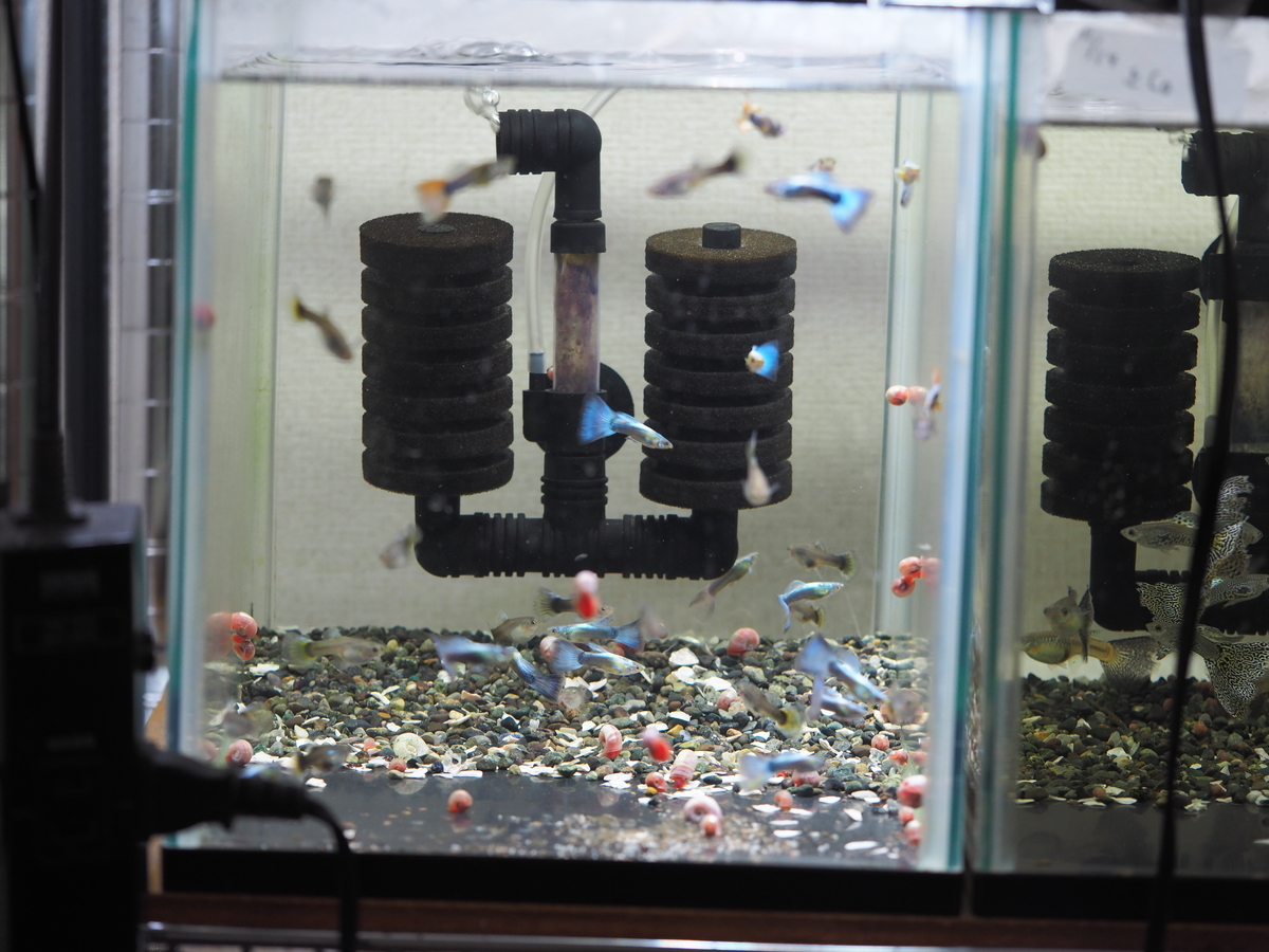 f:id:popopoppun:20201016215258j:plain f:id:popopoppun:20201016215258j:plain