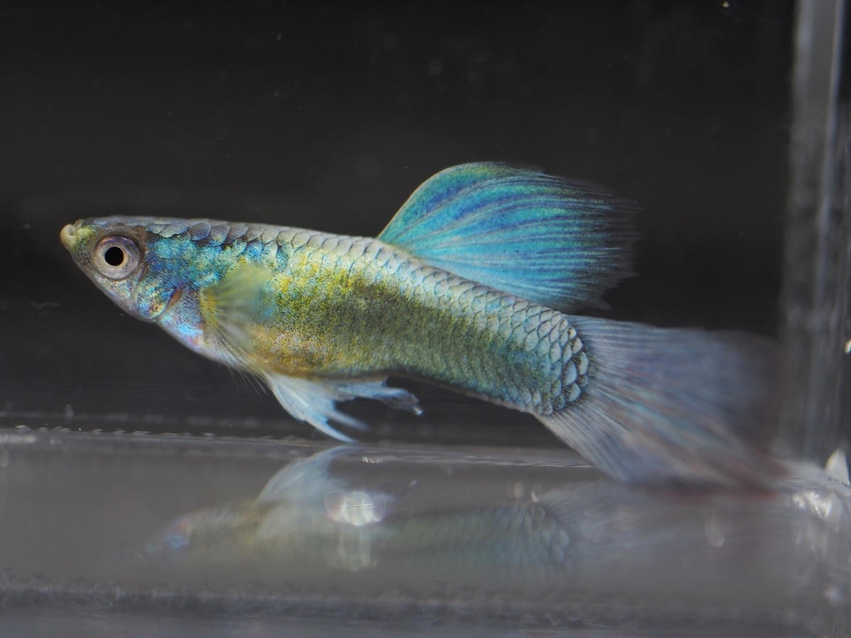 f:id:popopoppun:20201016215742j:plain f:id:popopoppun:20201016215742j:plain