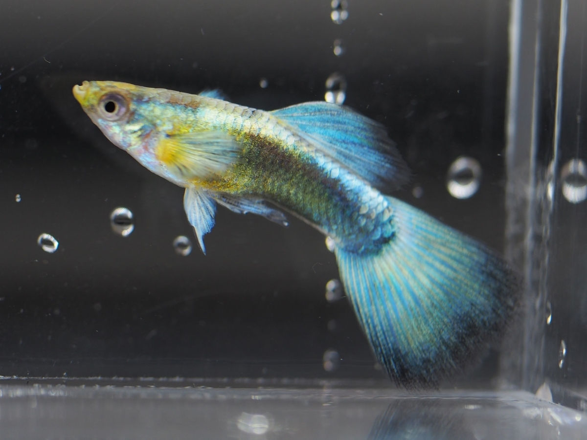 f:id:popopoppun:20201016215801j:plain f:id:popopoppun:20201016215801j:plain