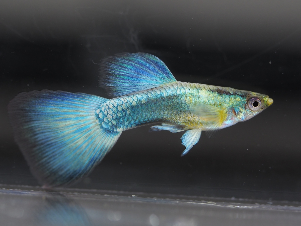 f:id:popopoppun:20201016215812j:plain f:id:popopoppun:20201016215812j:plain