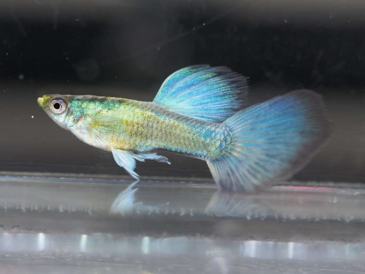 f:id:popopoppun:20201016215830j:plain f:id:popopoppun:20201016215830j:plain