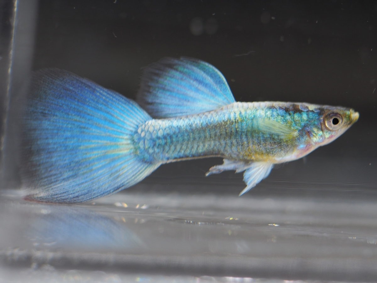 f:id:popopoppun:20201016215838j:plain f:id:popopoppun:20201016215838j:plain