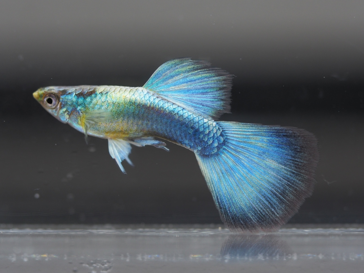 f:id:popopoppun:20201016215848j:plain f:id:popopoppun:20201016215848j:plain