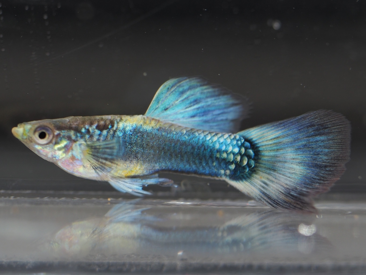 f:id:popopoppun:20201016215858j:plain f:id:popopoppun:20201016215858j:plain