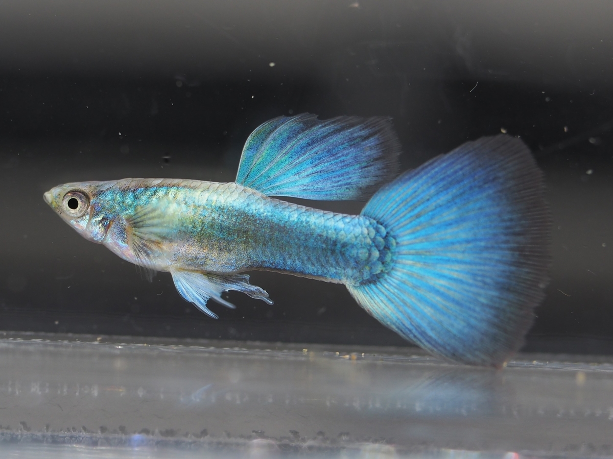 f:id:popopoppun:20201016215908j:plain f:id:popopoppun:20201016215908j:plain