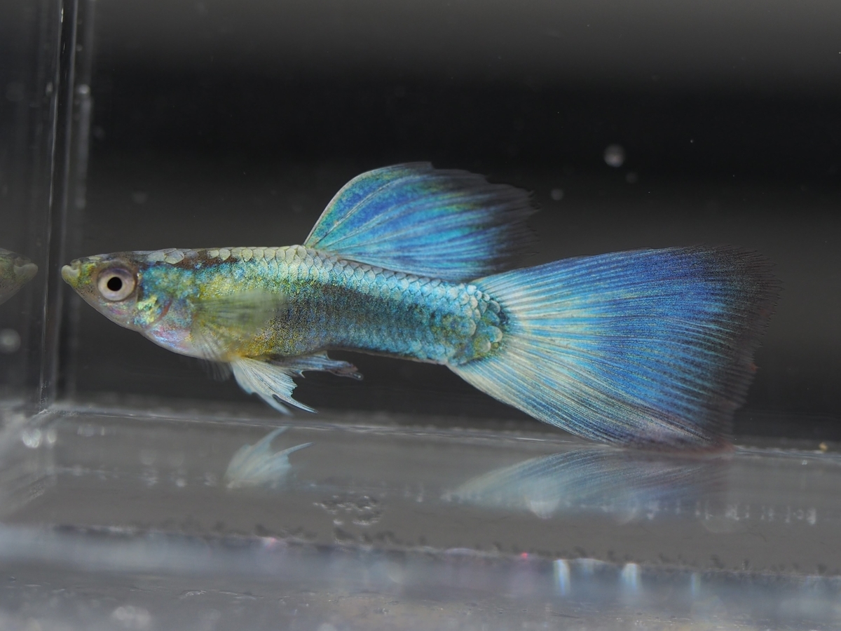 f:id:popopoppun:20201016215915j:plain f:id:popopoppun:20201016215915j:plain