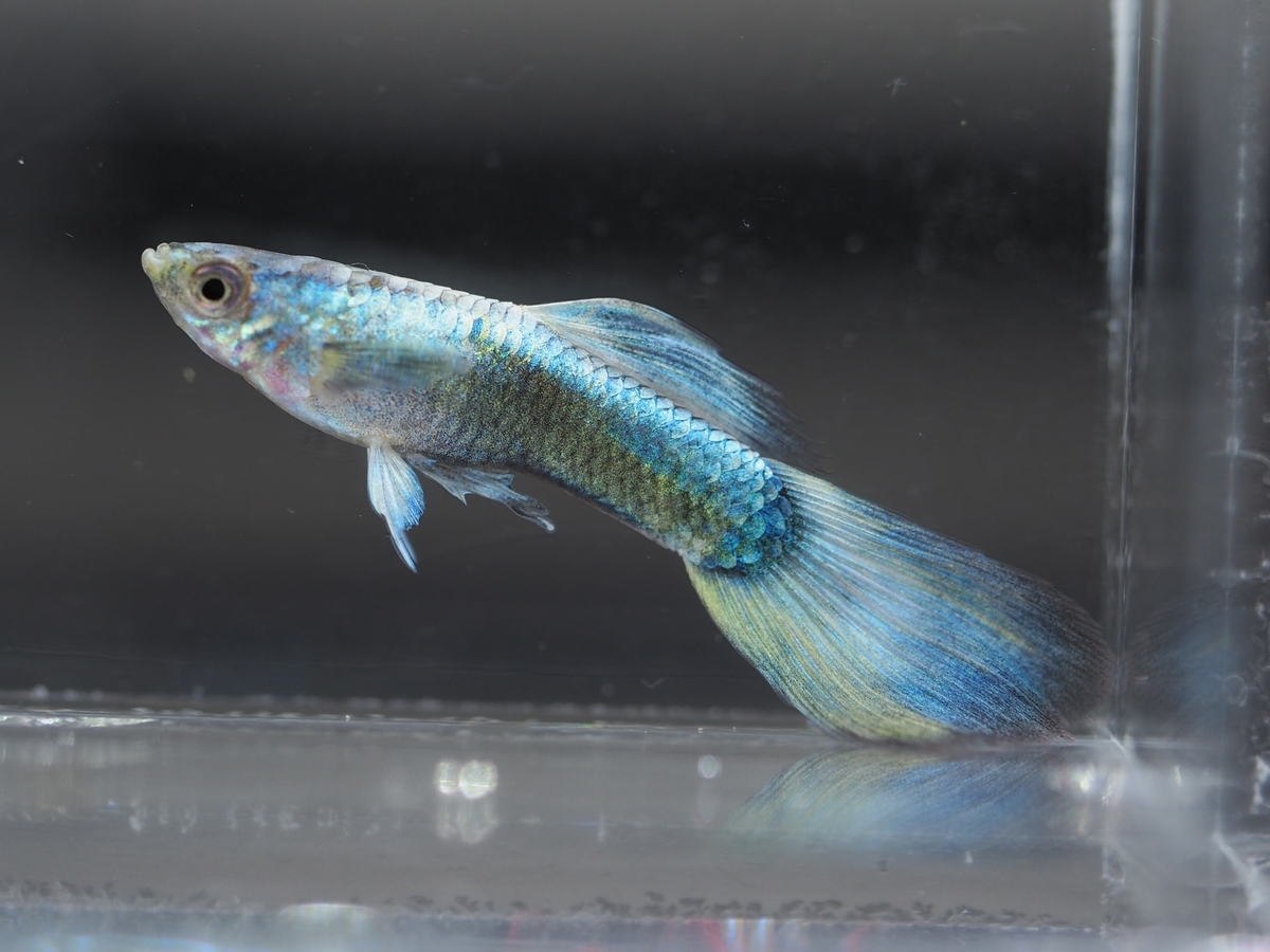 f:id:popopoppun:20201016215923j:plain f:id:popopoppun:20201016215923j:plain