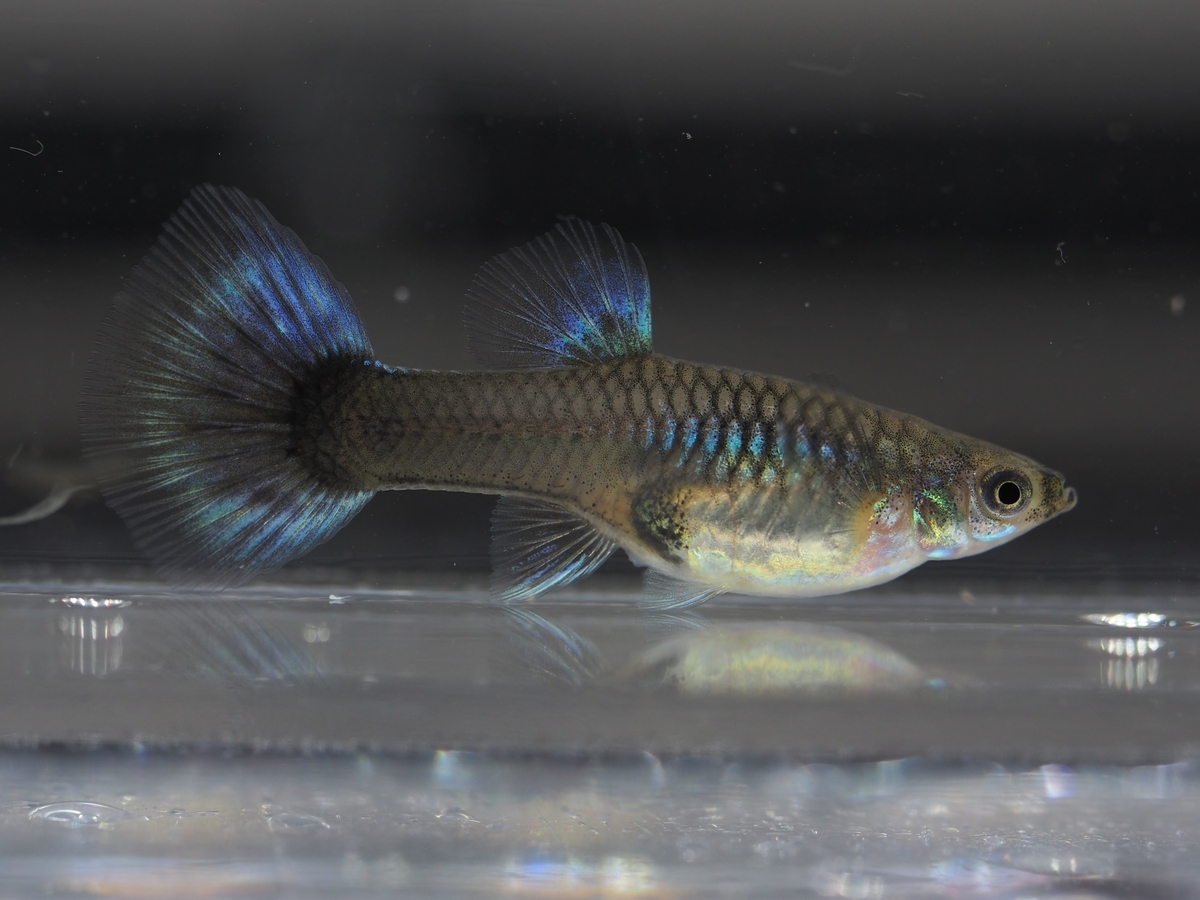 f:id:popopoppun:20201016221339j:plain f:id:popopoppun:20201016221339j:plain