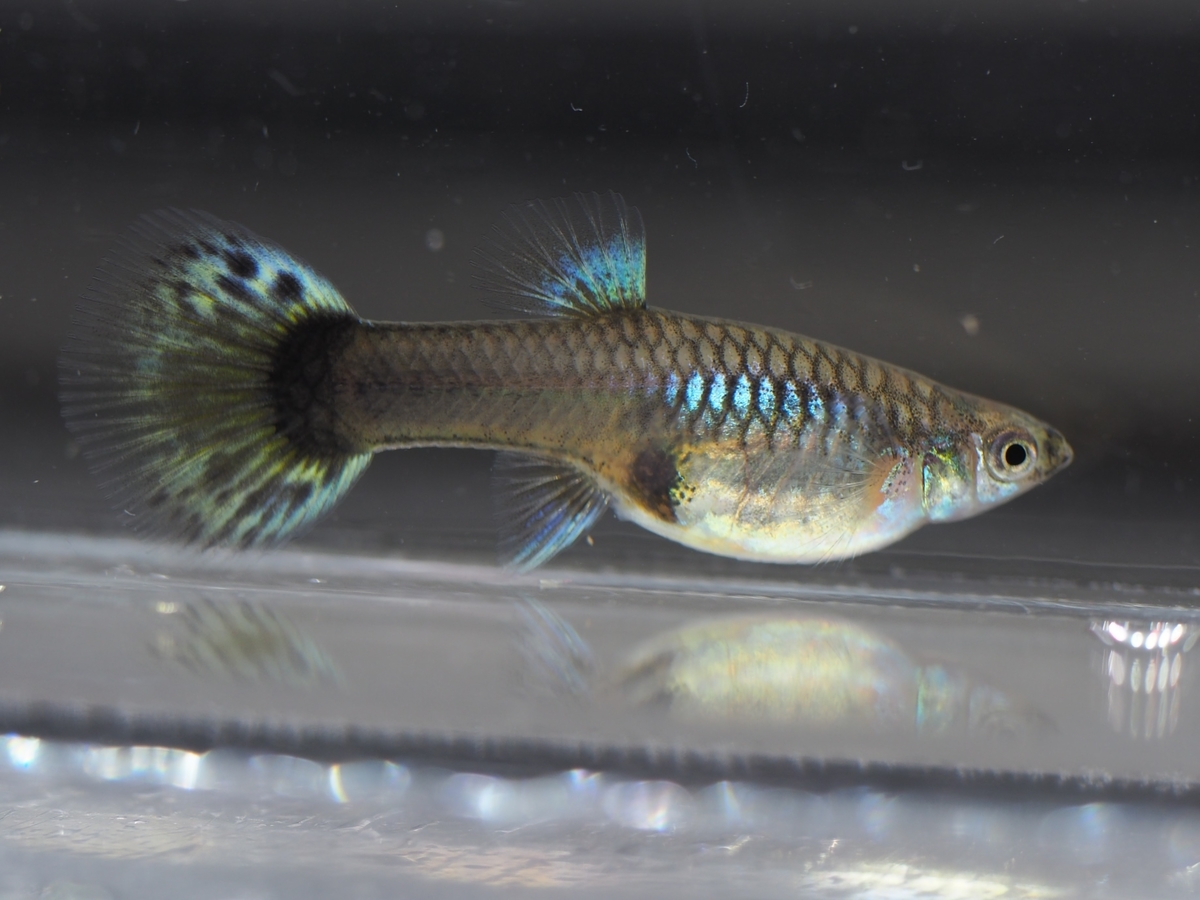 f:id:popopoppun:20201016221351j:plain f:id:popopoppun:20201016221351j:plain