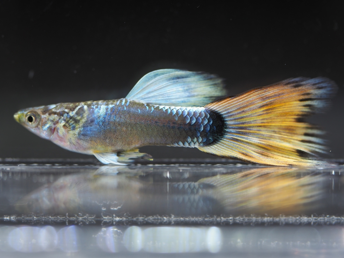 f:id:popopoppun:20201016221500j:plain f:id:popopoppun:20201016221500j:plain