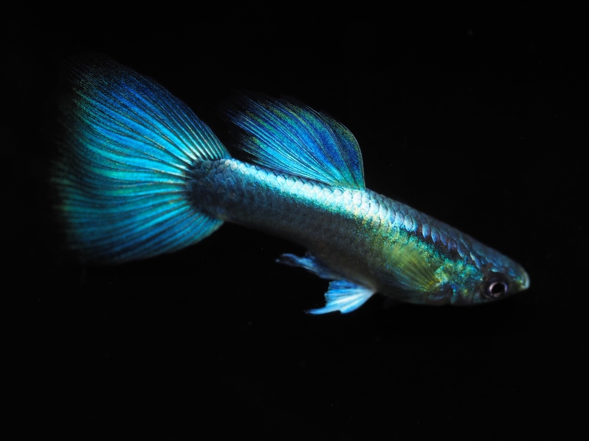 f:id:popopoppun:20201016222538j:plain f:id:popopoppun:20201016222538j:plain