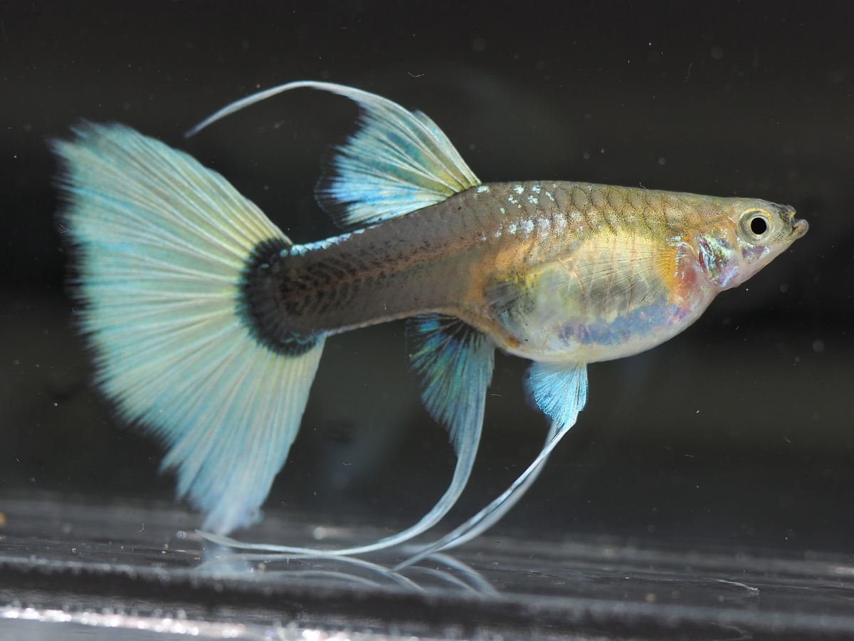 f:id:popopoppun:20201027011631j:plain f:id:popopoppun:20201027011631j:plain