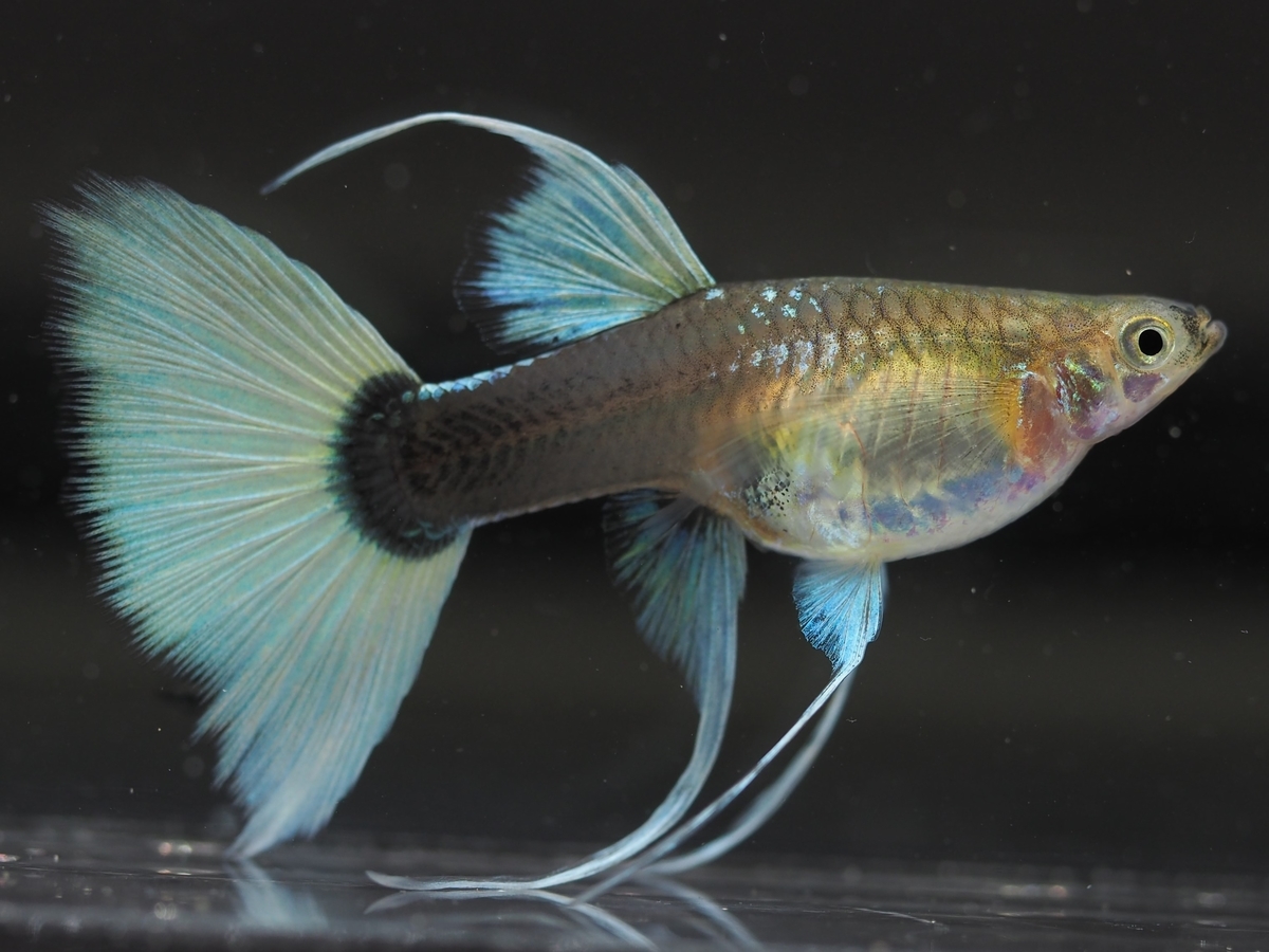 f:id:popopoppun:20201027011639j:plain f:id:popopoppun:20201027011639j:plain