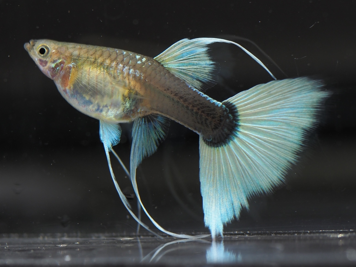 f:id:popopoppun:20201027011647j:plain f:id:popopoppun:20201027011647j:plain