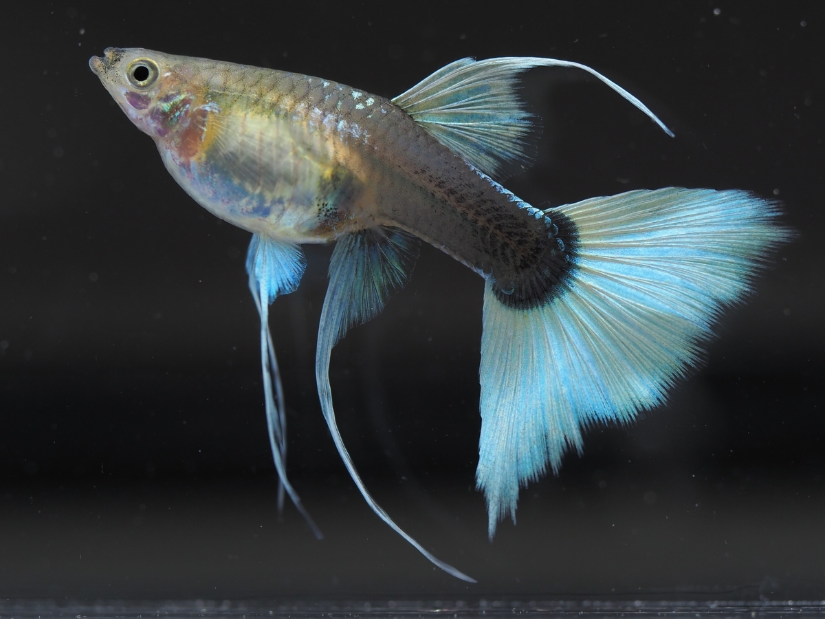 f:id:popopoppun:20201027011704j:plain f:id:popopoppun:20201027011704j:plain