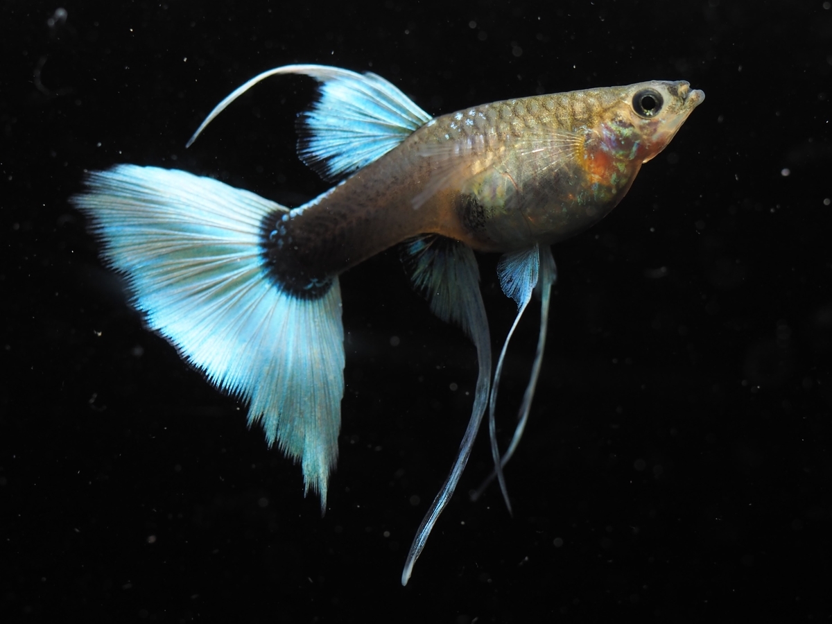 f:id:popopoppun:20201027011723j:plain f:id:popopoppun:20201027011723j:plain