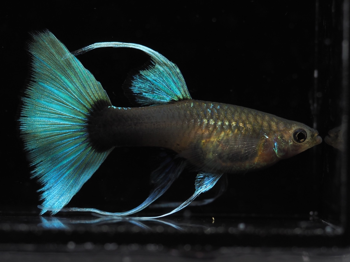 f:id:popopoppun:20201027012108j:plain f:id:popopoppun:20201027012108j:plain