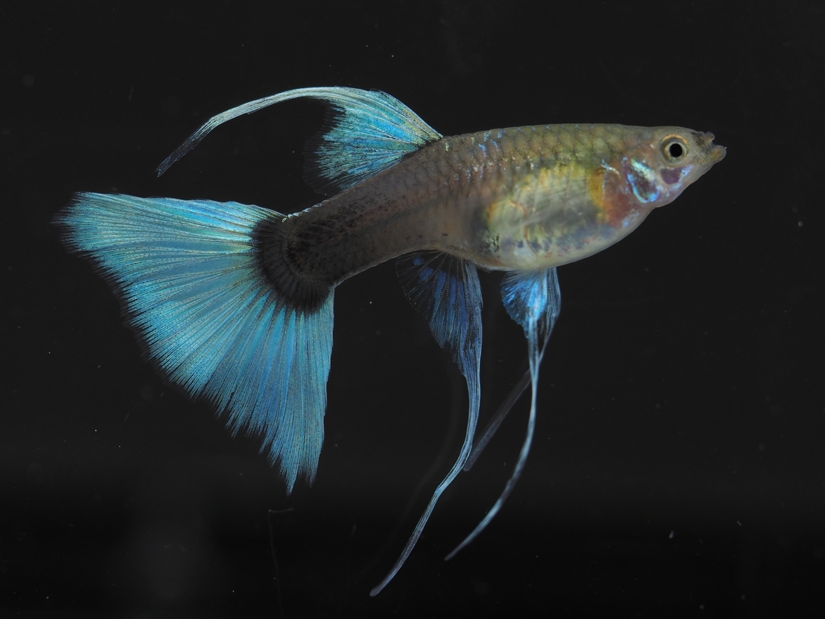 f:id:popopoppun:20201027012115j:plain f:id:popopoppun:20201027012115j:plain