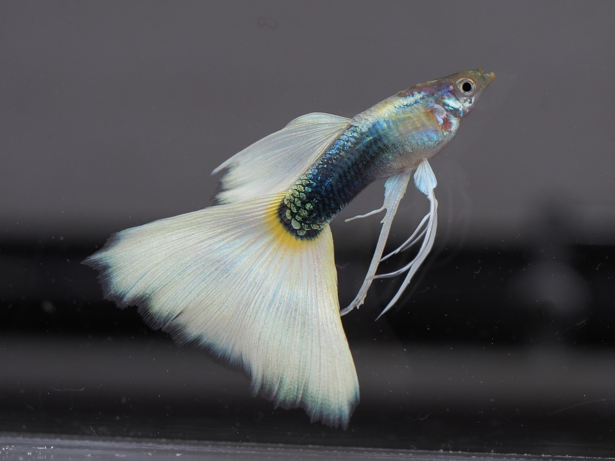 f:id:popopoppun:20201027013018j:plain f:id:popopoppun:20201027013018j:plain