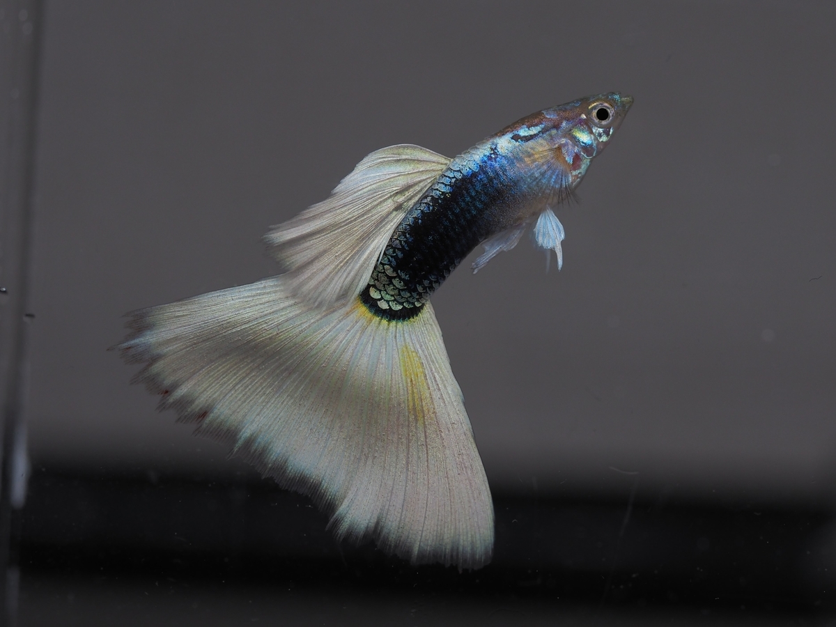 f:id:popopoppun:20201027013035j:plain f:id:popopoppun:20201027013035j:plain