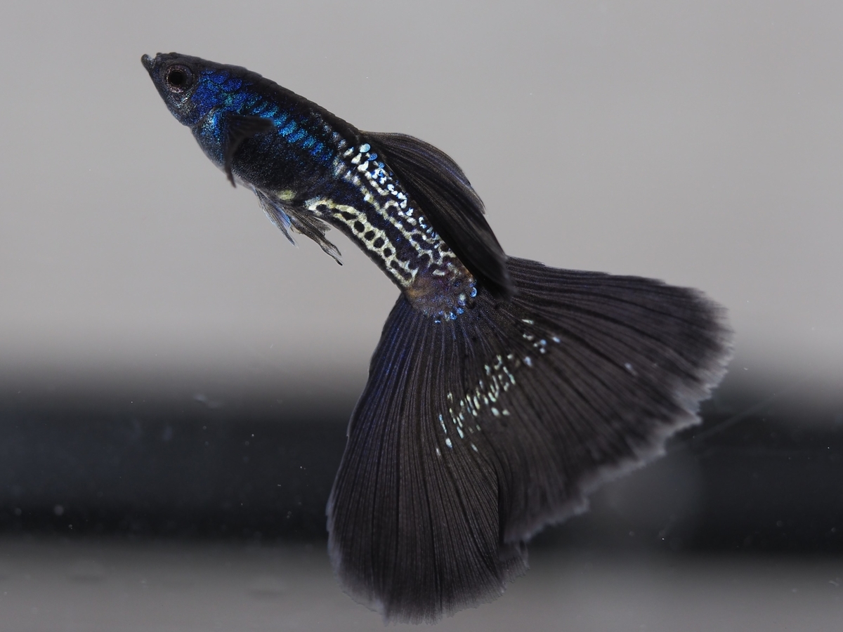 f:id:popopoppun:20201118143800j:plain