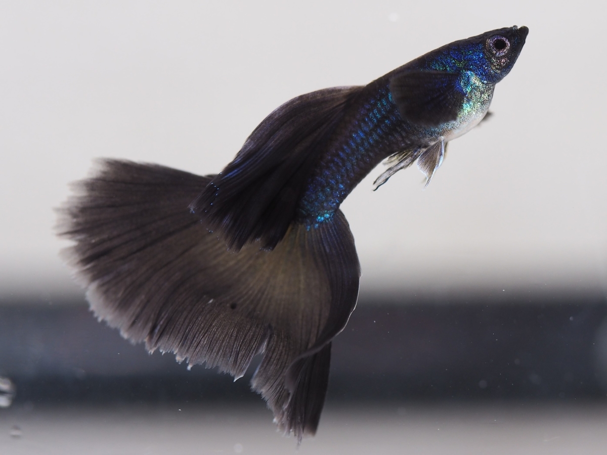 f:id:popopoppun:20201118152450j:plain