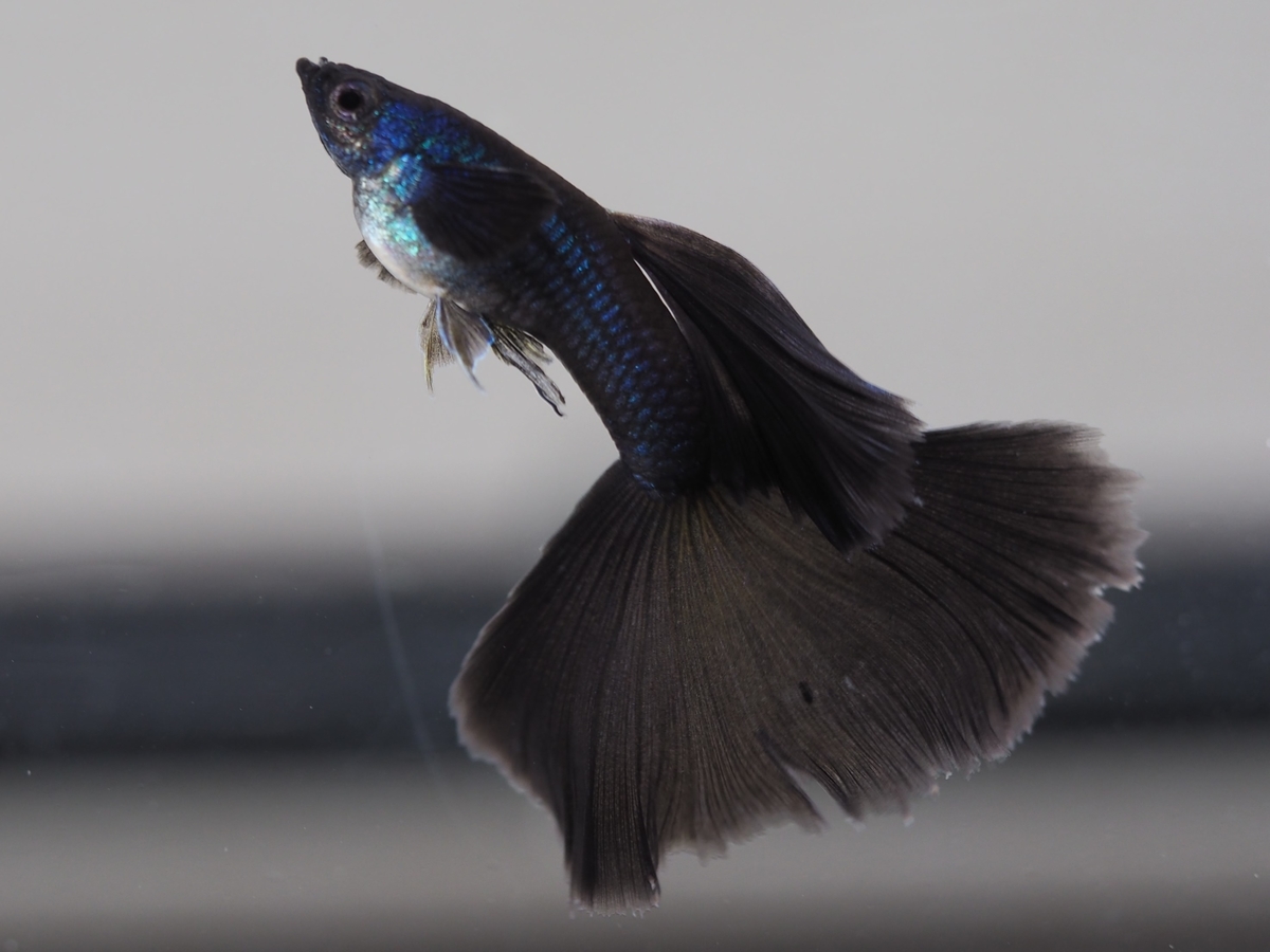 f:id:popopoppun:20201118152504j:plain