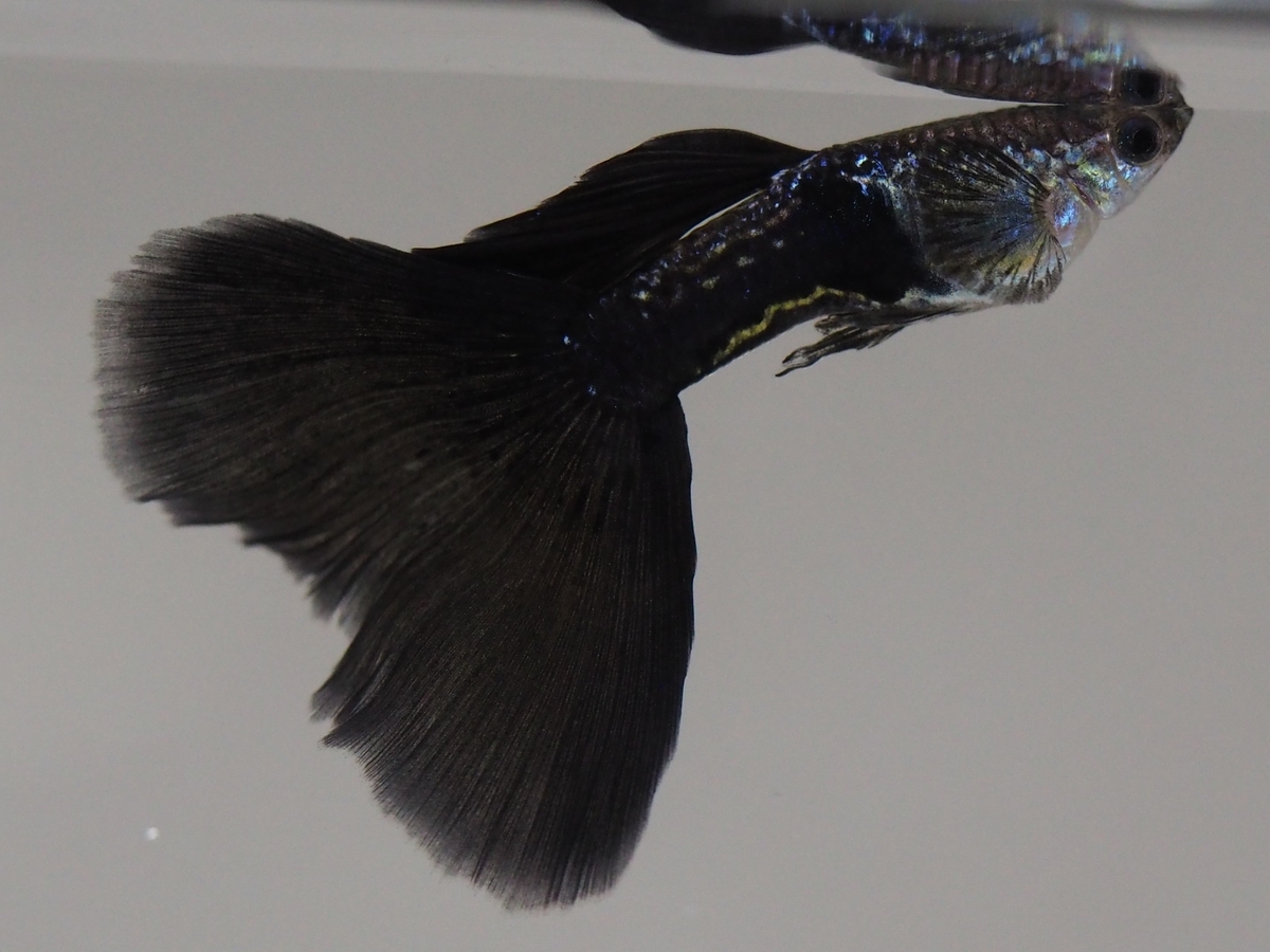 f:id:popopoppun:20201118153740j:plain