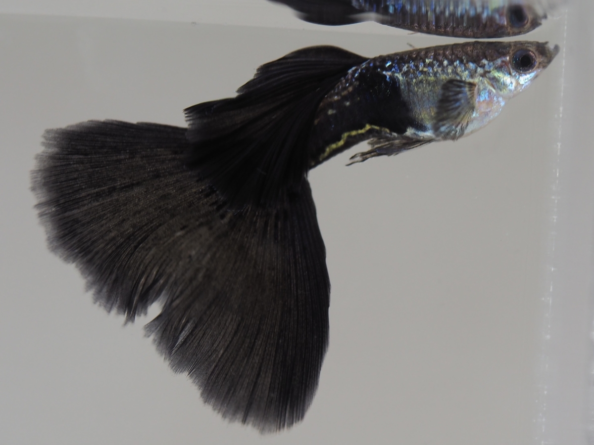 f:id:popopoppun:20201118153748j:plain