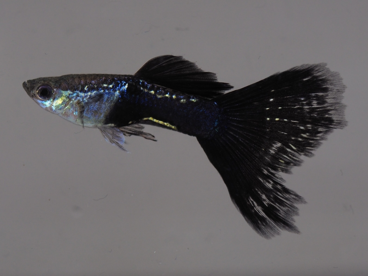 f:id:popopoppun:20201118154550j:plain