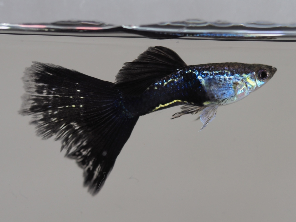 f:id:popopoppun:20201118154607j:plain